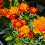 Summer Bedding Flowers, Trailing Plants Image 2