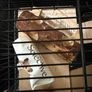 Hamster cage Image 3
