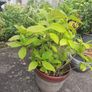 hydrangea plants Image 3