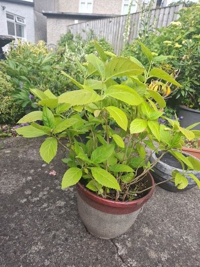hydrangea plants