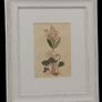 Pair John Hill Botanical Prints 1812 Image 2