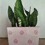 Snake plant Image 3
