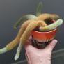 cactus Image 2
