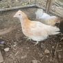 Chickens Image 5