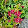 Flowering Shrubs, Evergreen Plants Image 8