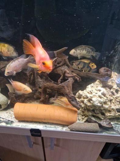 fish tank wood
