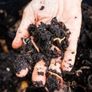 Compost Worms red Wiggler live Free shipping Garden Worm european Image 2