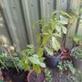 Oak tree saplings Image 2