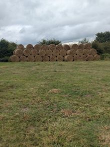 Bales of rushes