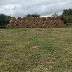 Bales of rushes