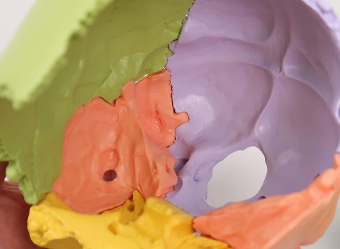 3B Scientific A291 Human Skull 22 part Model