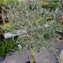 olive tree Image 2