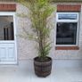 whiskey barrel planters Image 4