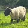 PB Suffolk ram Image 2