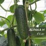 (C) Cucumber seeds from only 1.00 per pack Image 5