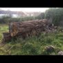 wood  trees  logs firewood hardwood timber Image 6