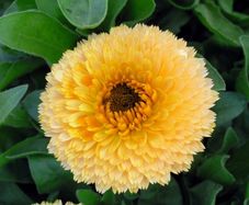 (C) Calendula Prinzess Golden Black seeds 1g (150s) (415700)