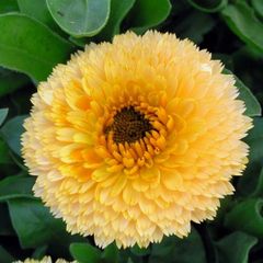 (C) Calendula Prinzess Golden Black seeds 1g (150s) (415700)