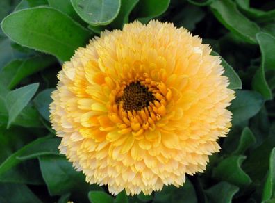 (C) Calendula Prinzess Golden Black seeds 1g (150s) (415700)