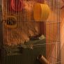 Hamster cage Image 2