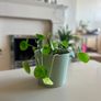planters with plant Image 2
