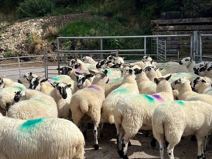 Hoggets