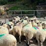 Hoggets Image 4