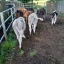 10 weanling heifers Image 10