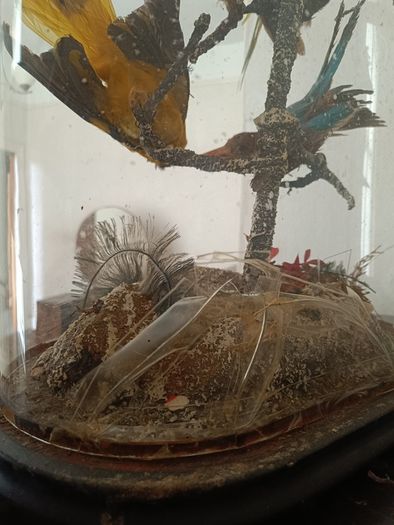 Taxidermy Bird Diorama