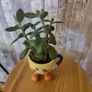 plant with plant holder Image 4