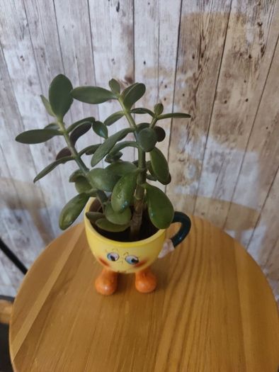 plant with plant holder