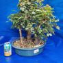 Field Maple Forest Bonsai Image 4