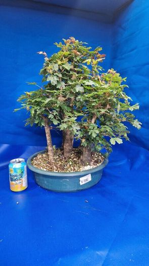 Field Maple Forest Bonsai