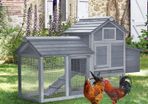 Chicken Coop