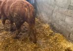 Quality heifer