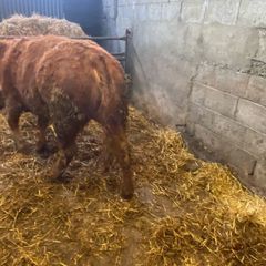 Quality heifer