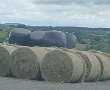 Hay