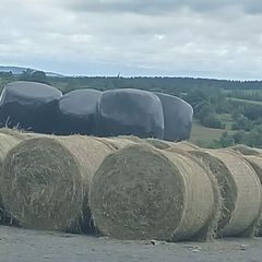 Hay
