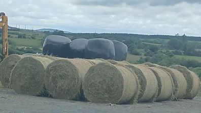 Hay