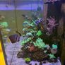 Reef Fish Tank Image 5