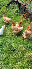Hens