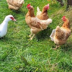 Hens
