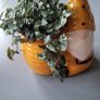 Callisia repens.House plant Image 5