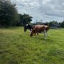 10 February calving Xbred heifers Image 2