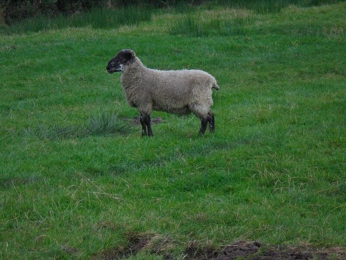 Teaser Rams    For Hire ..... Hire Available !!