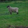 Teaser Rams    For Hire ..... Hire Available !! Image 4