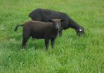Hoggets , Ewes with Lambs
