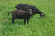 Hoggets , Ewes with Lambs