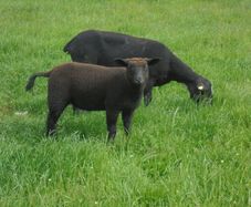 Hoggets , Ewes with Lambs