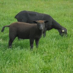 Hoggets , Ewes with Lambs